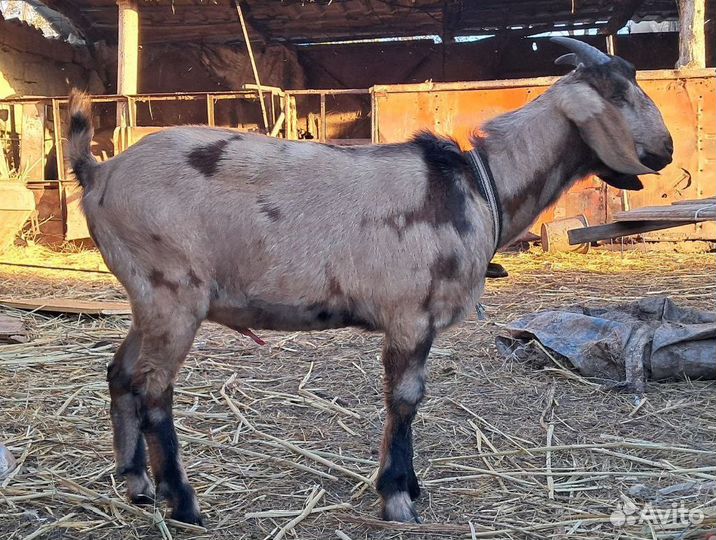 Нубийский козел