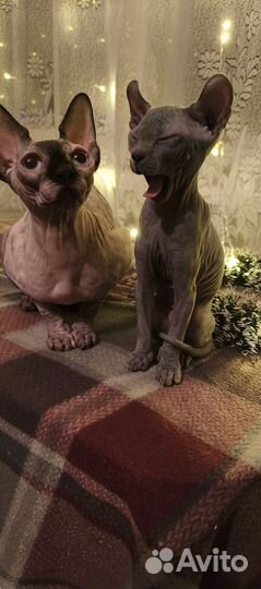 Канадский сфинкс взрослая девочка