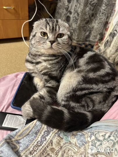 Кот вязка