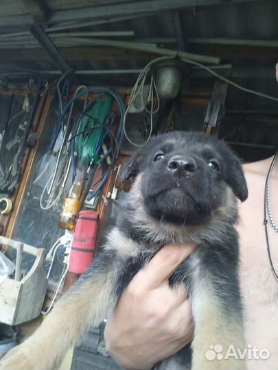 Немецкая овчарка