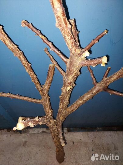 Коряга дерево