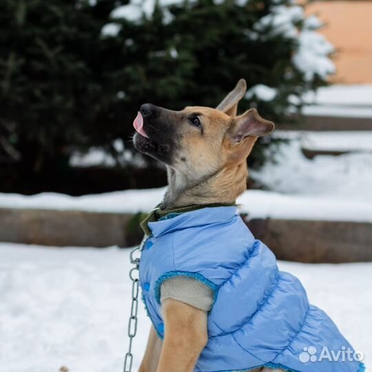 Собака щенок