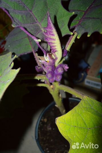 Луло (Наранхилла) саженцы