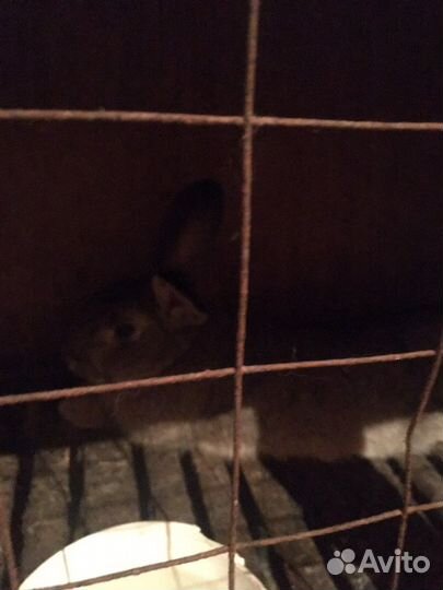 Кролики мясных пород