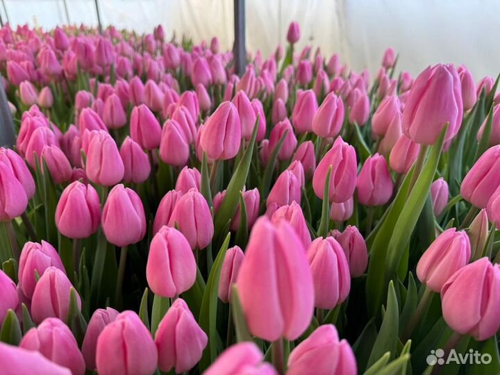 Тюльпаны розница