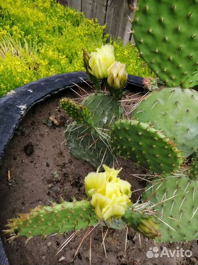 Опунция.Кактус уличный,зимостойкий