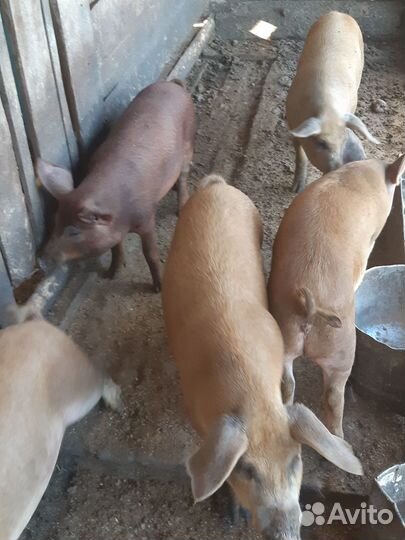 Продам поросят