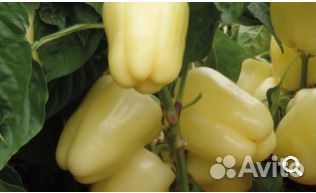 Семена Перца 