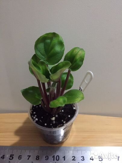 Фиалка оs-Женечка