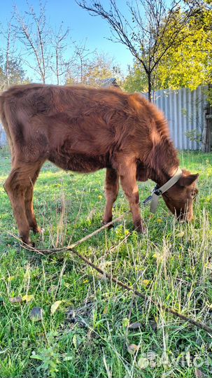 Продается телочка с телятами