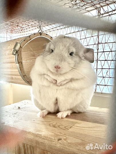 Шиншилла белый Вильсон девочка
