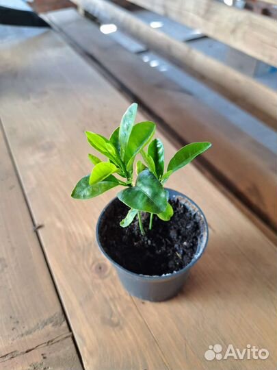 Саженец мандарина