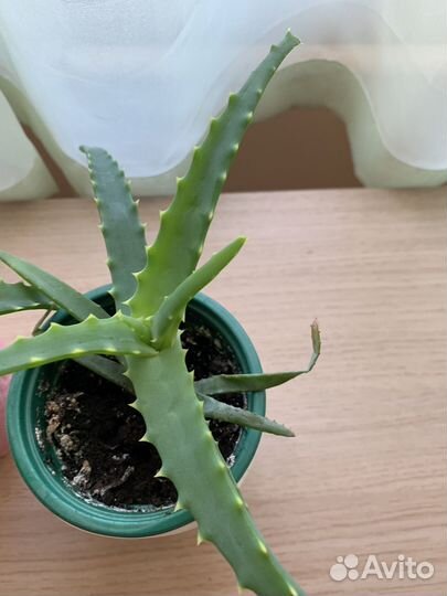 Алоэ вера столетник лечебный