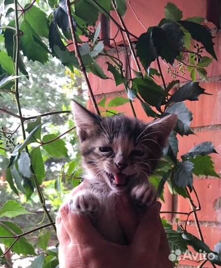 Котята в добрые руки бесплатно