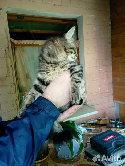 Животные в добрые руки