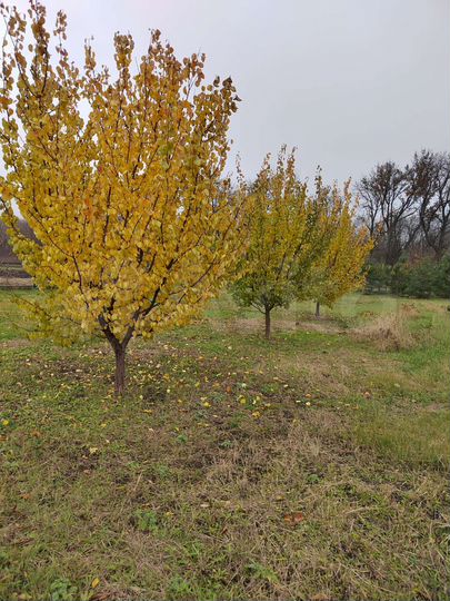 Участок 20 сот. (ИЖС)