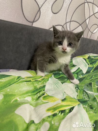 Котята британцы