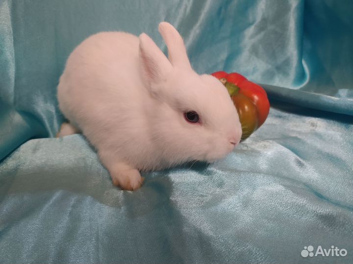 Карликовый декоративный кролик гермелин