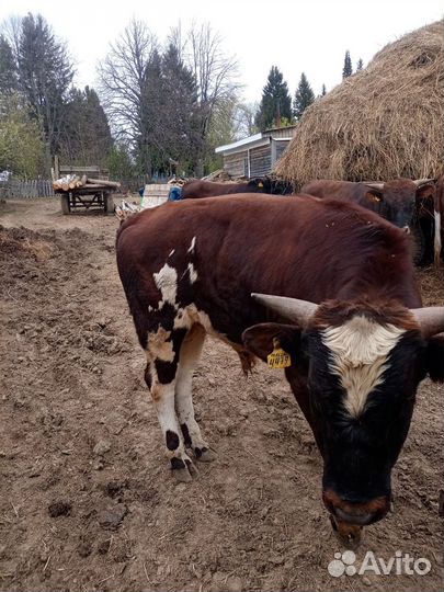 Быки на мясо