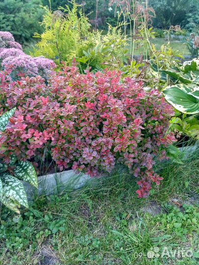 Барбарис Адмирейшн