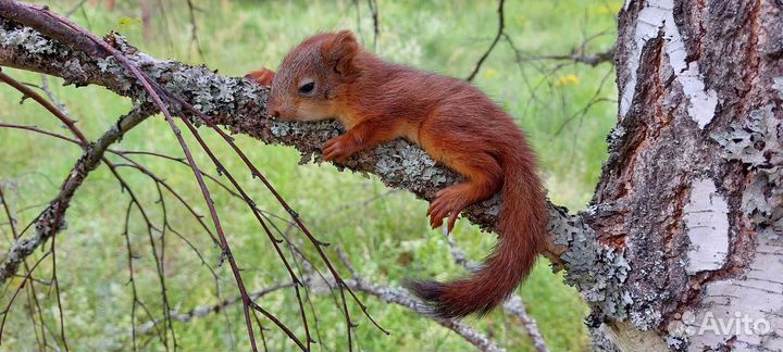 Ручные бельчата