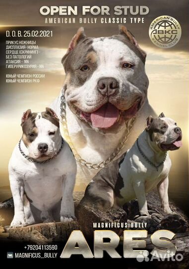 Американский булли вязка