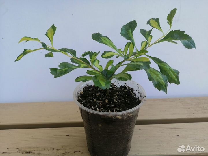 Дуранта (Duranta) – Растения для дома