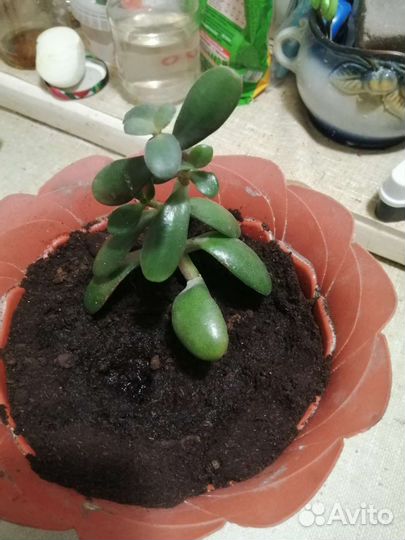 Цветы комнатные