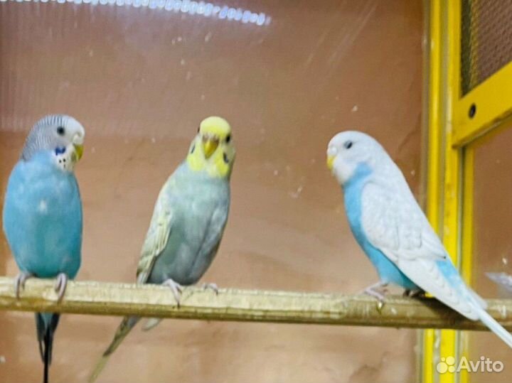 Волнистый попугай