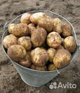 Картофель