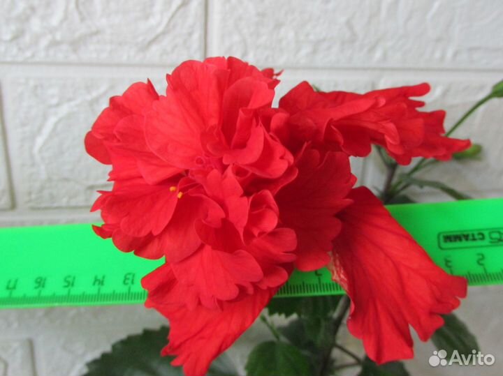 Гибискус El Capitolio Blood Mary, брунфельсия