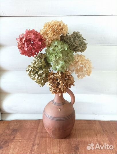 Гортензия сухоцвет