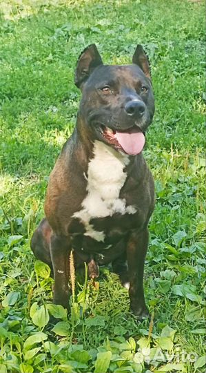 Щенки Питбуля