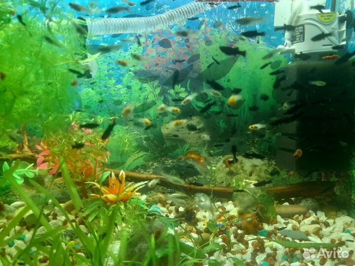 Аквариумные рыбки