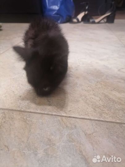 Кошка в дар бесплатно