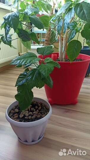 Гибискус китайская роза