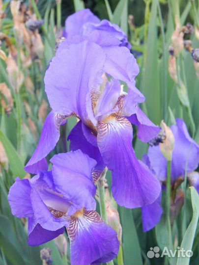 Ирисы бородатые