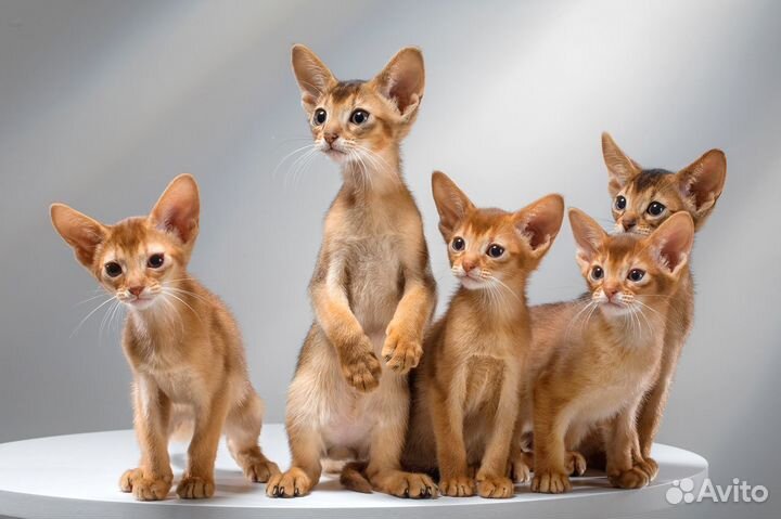 Абиссинские котята