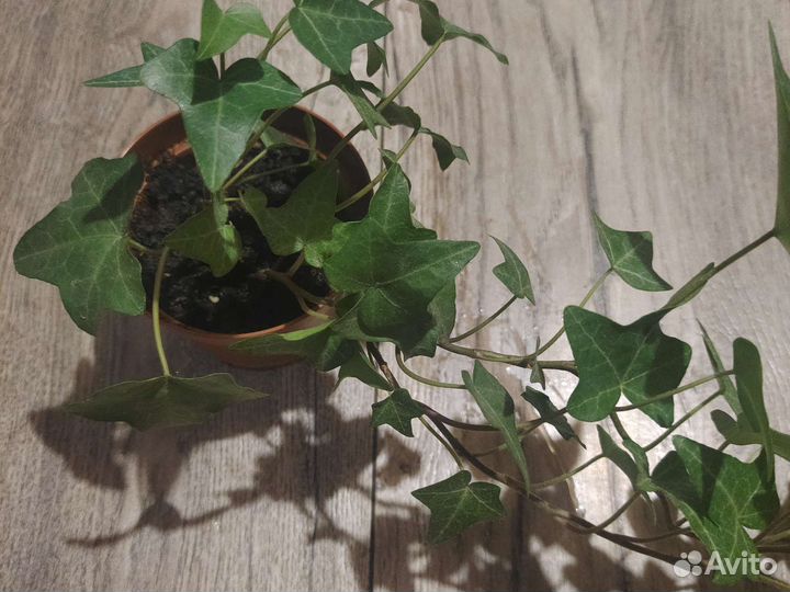 Плющ комнатный