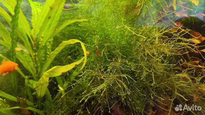 Мох Павлиний