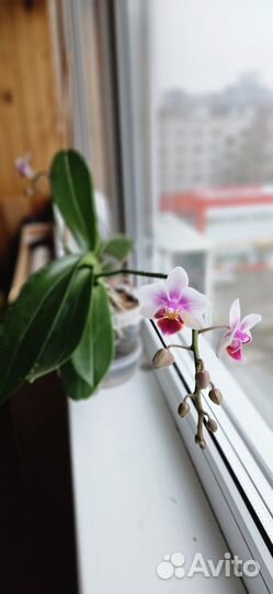 Орхидея фаленопсис