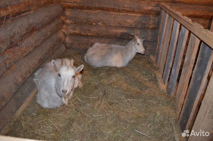 Зааненская коза