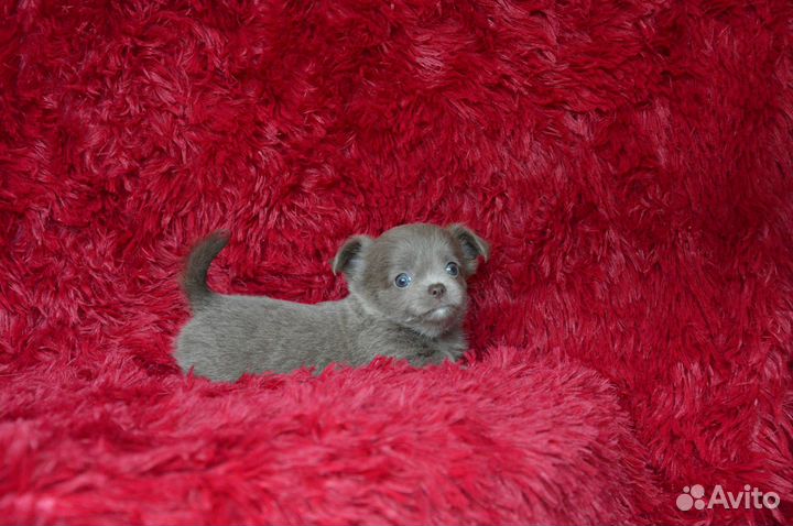 Шоколадное солнышко