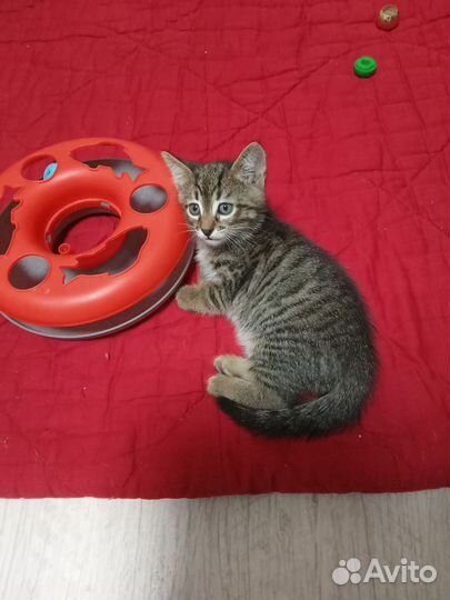Котик бесплатно в добрые руки