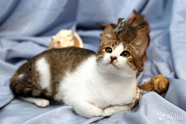 Котенок Лаврик в добрые руки