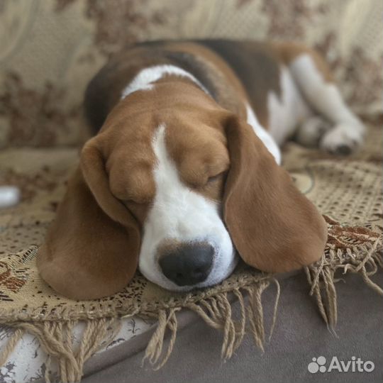 Вязка кобель бигль