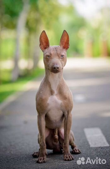 Вязка кобель терьер американский голый