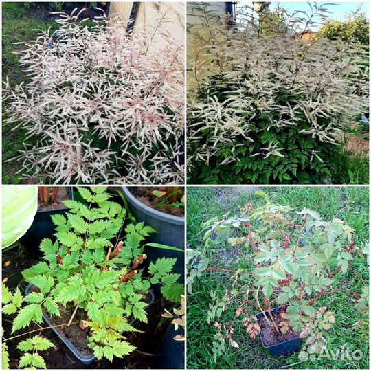 Многолетники для сада