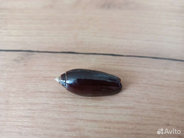 Морская раковина