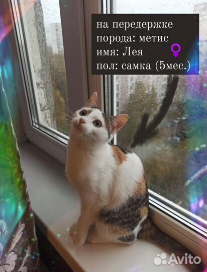 Передержка животных